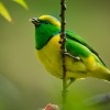 Libohlasek malachitovy - Chlorophonia callophrys - Golden-browed Chlorophonia 8404